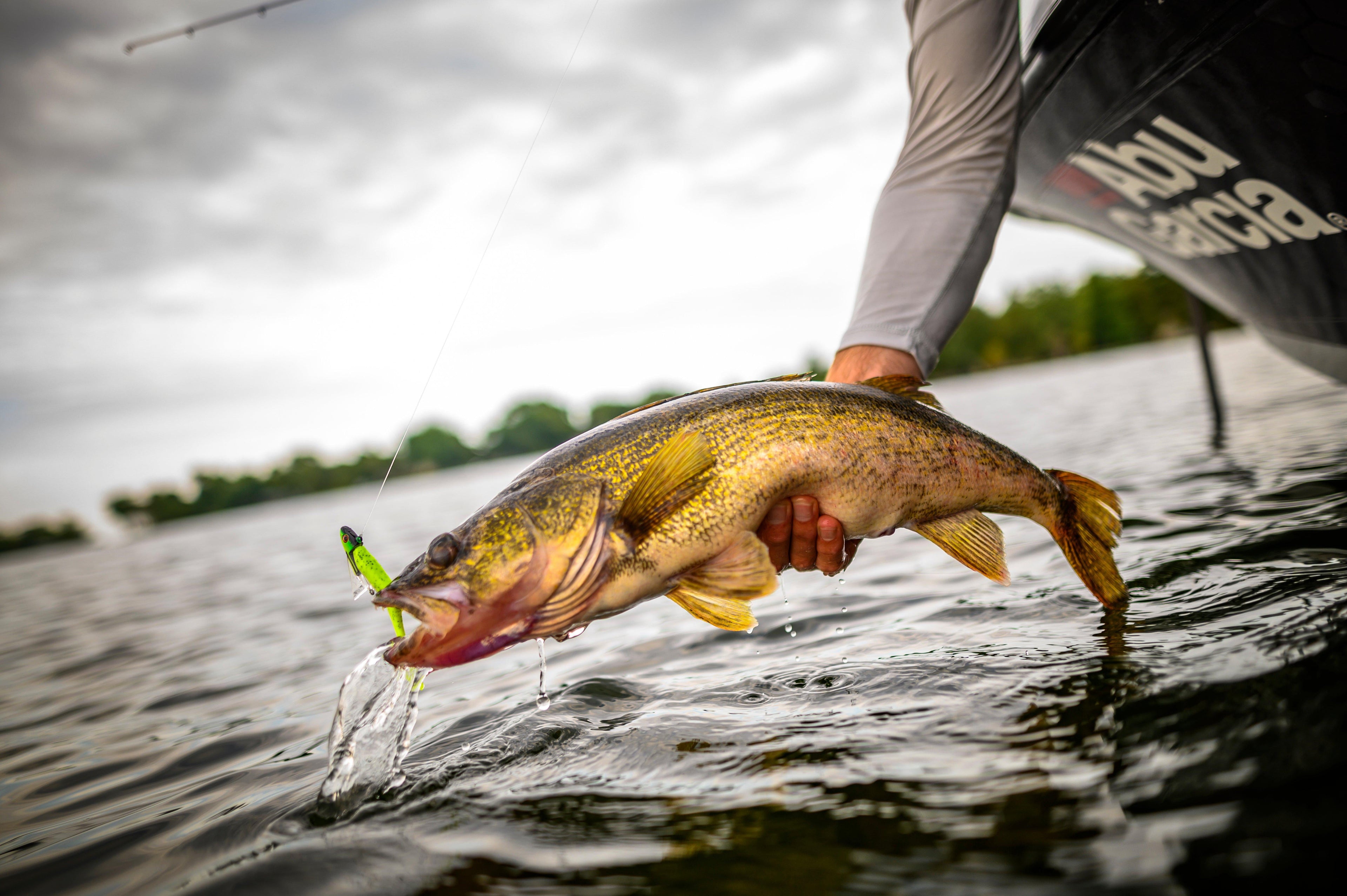 Berkley Gulp 3" Minnow