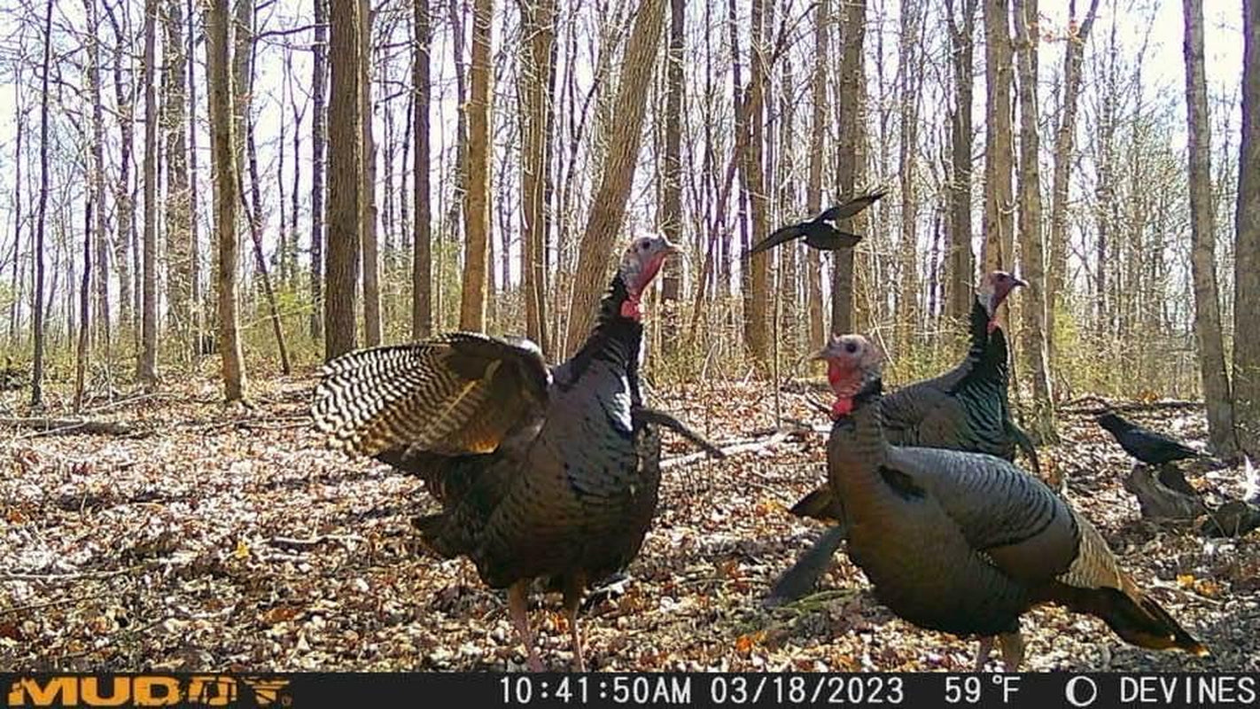 Muddy Matrix 36MP Cellular Trail Camera, 1080P Video, 80Ft Range | 36MP Photos, on Demand Capture via Command Pro App, Dual-Network, 80Ft Detection and Flash