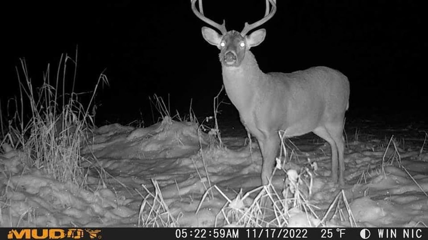 Muddy Matrix 36MP Cellular Trail Camera, 1080P Video, 80Ft Range | 36MP Photos, on Demand Capture via Command Pro App, Dual-Network, 80Ft Detection and Flash