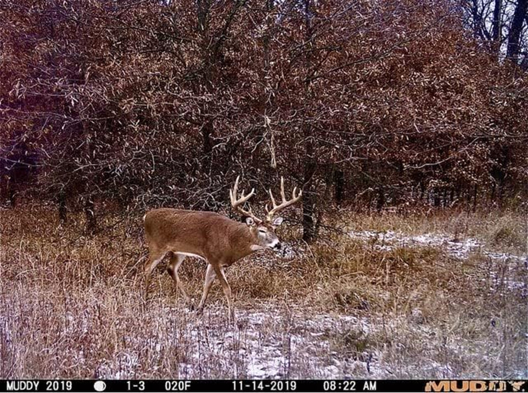 Muddy Matrix 36MP Cellular Trail Camera, 1080P Video, 80Ft Range | 36MP Photos, on Demand Capture via Command Pro App, Dual-Network, 80Ft Detection and Flash