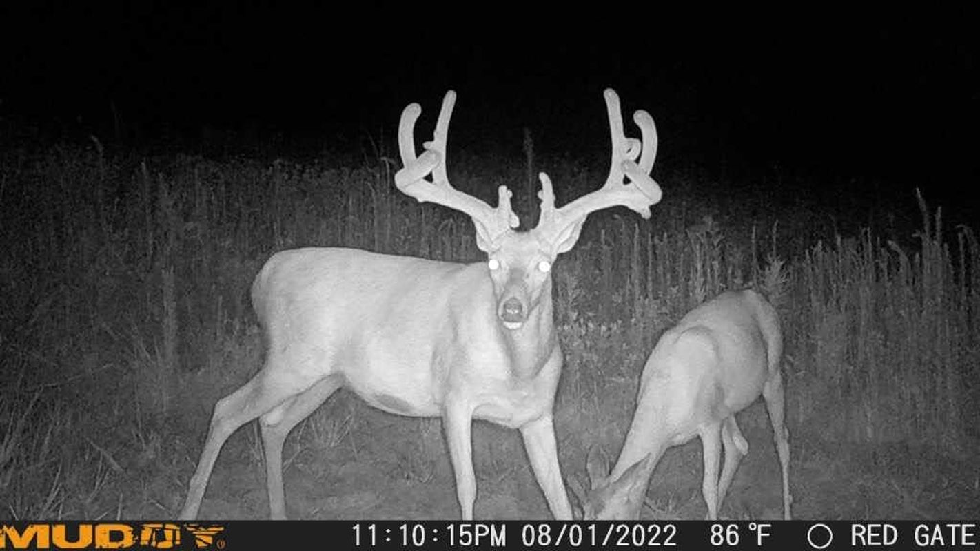 Muddy Matrix 36MP Cellular Trail Camera, 1080P Video, 80Ft Range | 36MP Photos, on Demand Capture via Command Pro App, Dual-Network, 80Ft Detection and Flash